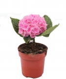 Hydrangea Pink Home Plant