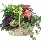 Easter 6 Plants Gift