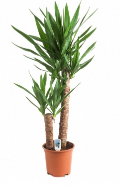 Юкка - пальма с 2-мя стволами