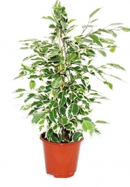 Ficus Benjamin