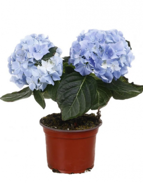 Hydrangea Blue Home Plant