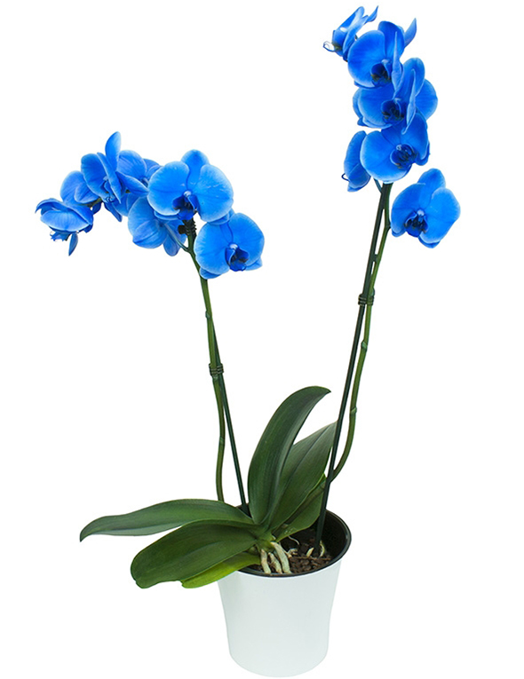 Квітучи орхідеі Квітучи орхідеі